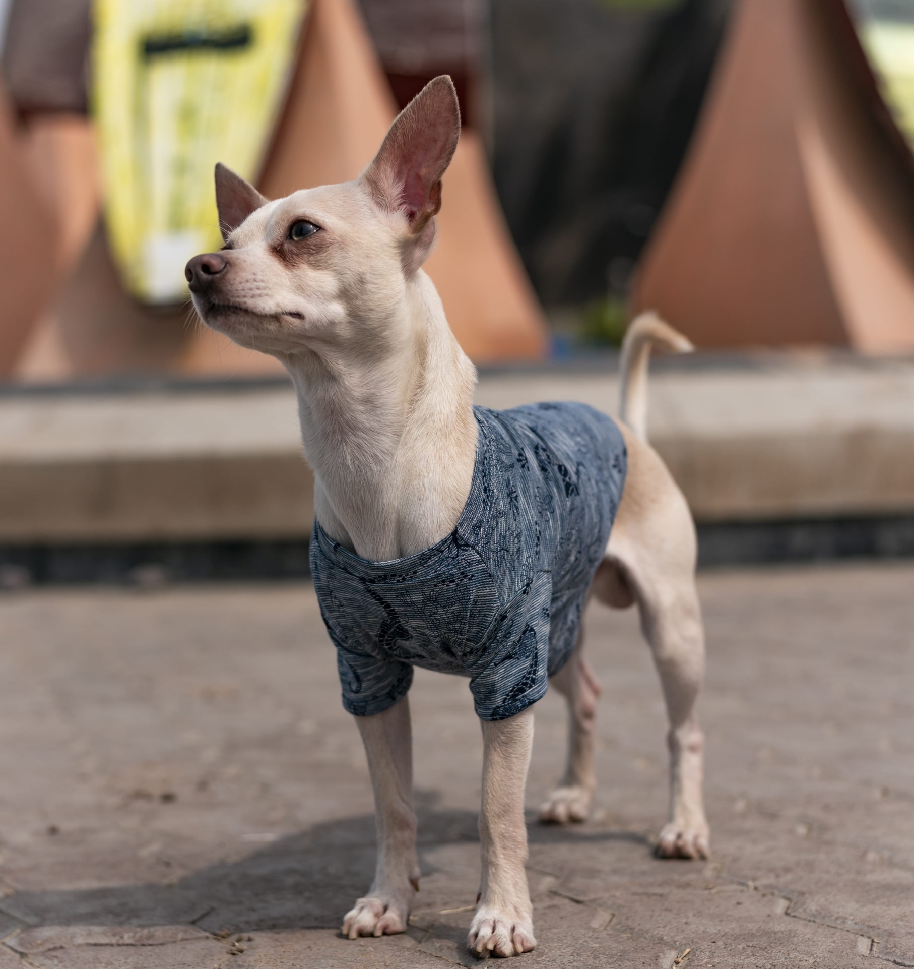 Conoce el exitoso emprendimiento de moda para mascotas en Perú